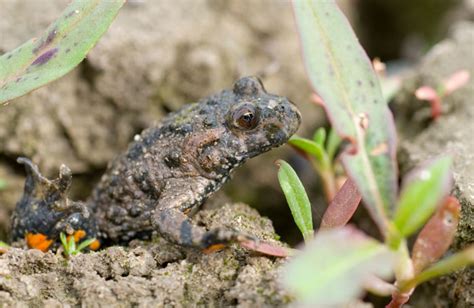 European Fire-bellied Toad: A Fascinating Colorful Amphibian