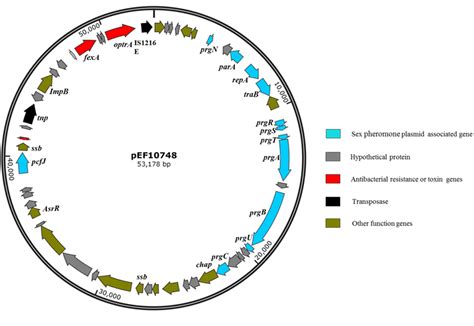 Frontiers Dissemination Of Linezolid Resistance Through Sex Pheromone Plasmid Transfer In