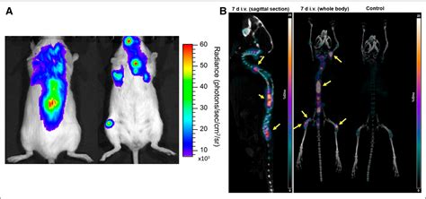 Figure From Preclinical Development Of Cd Targeted Zr Zr Dfo