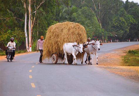 La charrette à boeufs Transport Kep Cambodge méridional