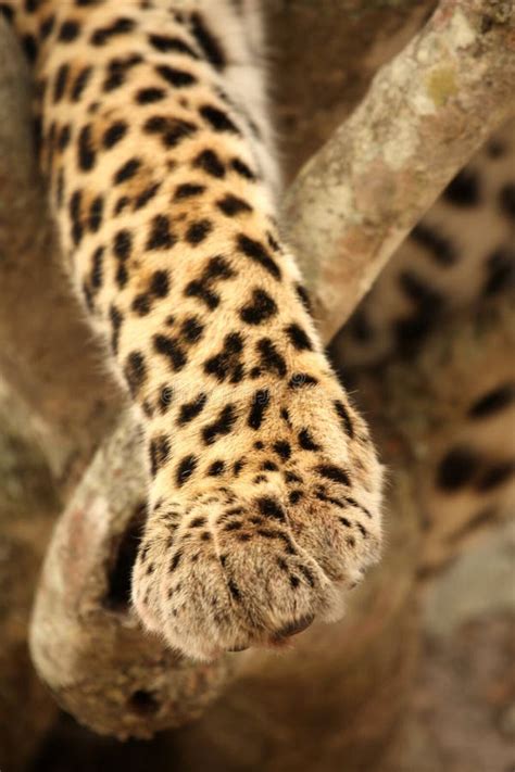 Leopard Paw Stock Photos - Image: 5515233