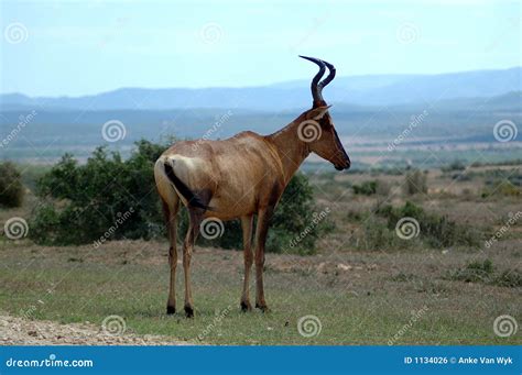 African Antelope Royalty Free Stock Image - Image: 1134026