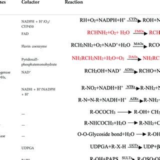 Enzymes involved in phase I and phase II metabolism. | Download Scientific Diagram