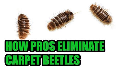 Carpet Beetle Larvae Bites Pictures - Home Alqu