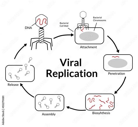 Vector Illustration Of Virus Replication Process Black White Stages Life Cycle Biology