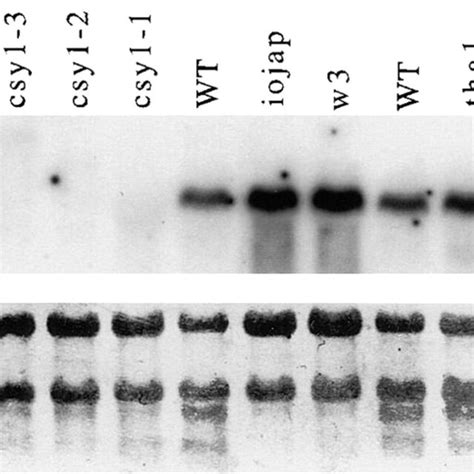 Rna Gel Blot Hybridization Showing Csy Mrna In Seedling Leaf Tissue