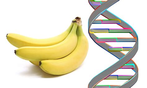 DNA Isolierung aus Bananen Küchenexperiment EMBL ELLS