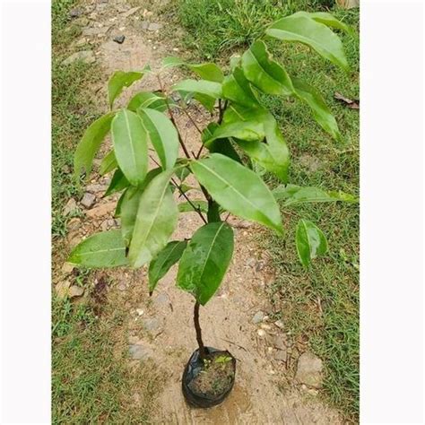 Full Sun Exposure Green Litchi Fruit Plant For Fruits At Rs 150 Piece