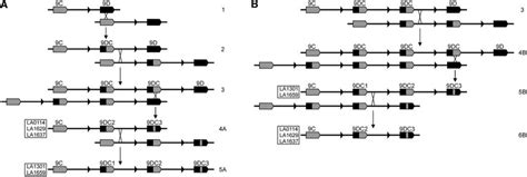 Schematic Of Two Scenarios For The Formation Of The Central Region Of