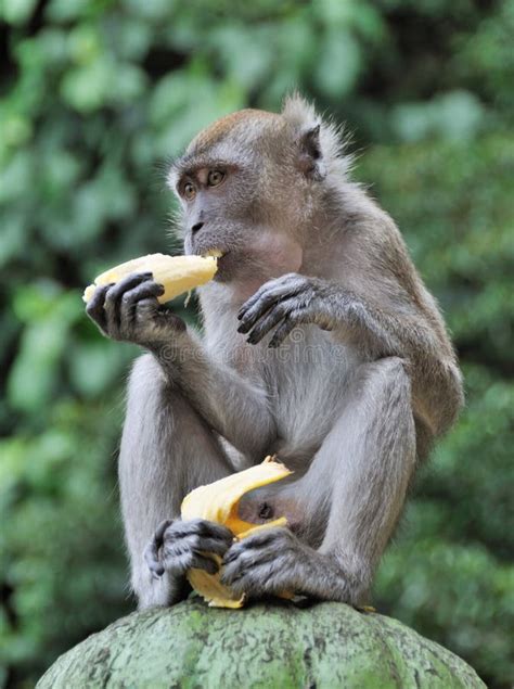 Monkey Eating Banana stock photo. Image of food, portrait - 8660714