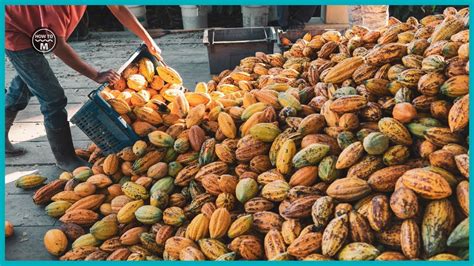 Cocoa Fruit Harvesting And Cocoa Bean Processing Cocoa Bean