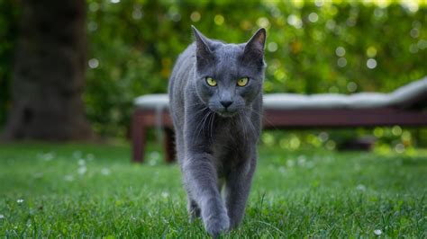 Russian Blue Personality - All You Need to Know | Catastic