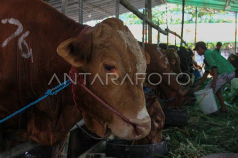 Surplus Hewan Kurban Jawa Timur Antara Foto