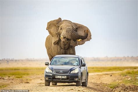 Elephant Chases After A Car After Being Startled In Kenya Daily Mail