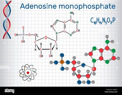 Adenosine Monophosphate Amp Molecule It Is An Ester Of Phosphoric