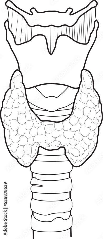 Vector Illustration Of Diagram Of Thyroid Gland Thyroid Gland And