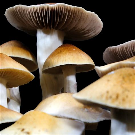 Jedi Mind Fuck Spore Print Lablink