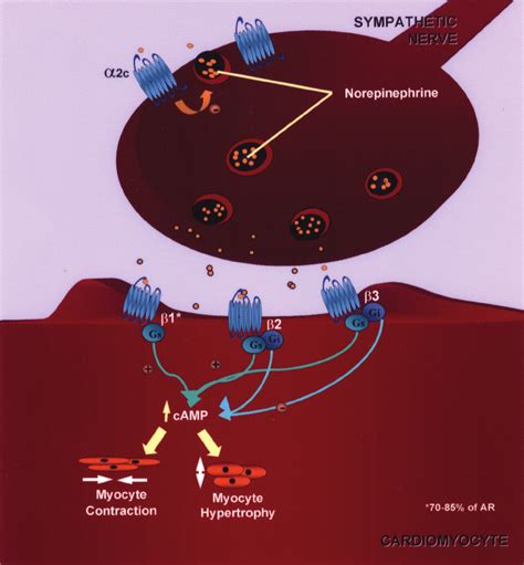 Representation Of A Synaptic Gap With The Main Components Of The