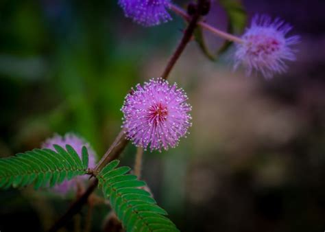 Mimosa (Mimosa) – A to Z Flowers