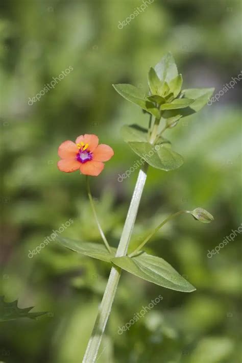 Escarlate Avens Curiosidades Fatos Interessantes E Fotos Mundo Ecologia