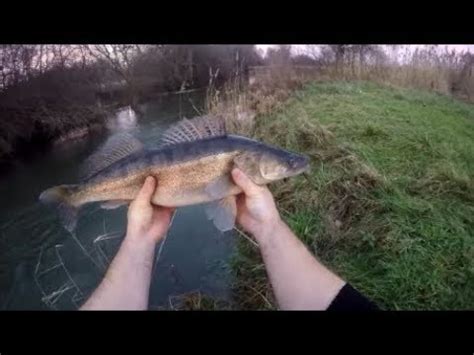 Pêche des carnassiers en petite rivière YouTube