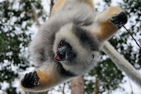 lemur, Primate, Madagascar, 13 Wallpapers HD / Desktop and Mobile