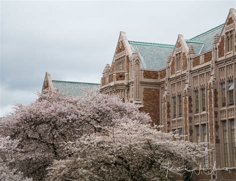 UW Cherry Blossoms 09 - Kristie Adams