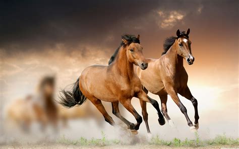 Free Wallpapers Of Horses - Wallpaper Cave