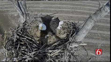 Bald Eagles Welcome Second Egg On Oklahoma Nest