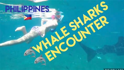 Gopro Hero Underwater Video With Sharks Encounter Feeding Swimming And