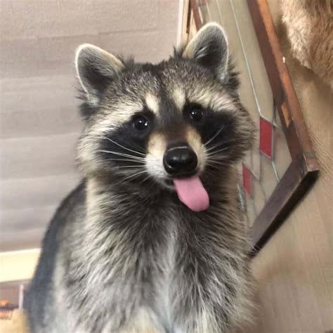 100 Cute Raccoon Pictures