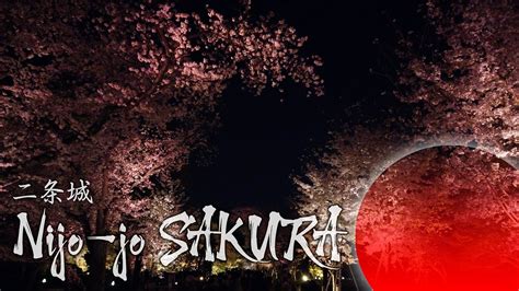 Nijo Castle Sakura Naked Flowers Lightup Event Youtube