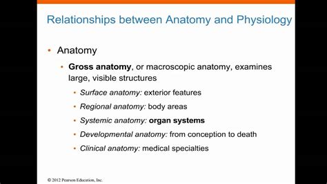 Relationships Between Anatomy And Physiology YouTube