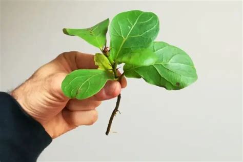 Fiddle Leaf Fig Propagation (The MOST COMPLETE Guide) - Mr.Houseplant