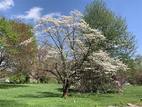 20 Flowering Dogwood Tree Seeds Seed World