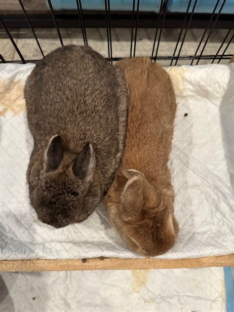 Mochi is only 0.1 pounds heavier than Popcorn : r/damianasbunnies