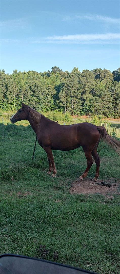 Breeding Tenn Walkers Broodmare Sire Rpm