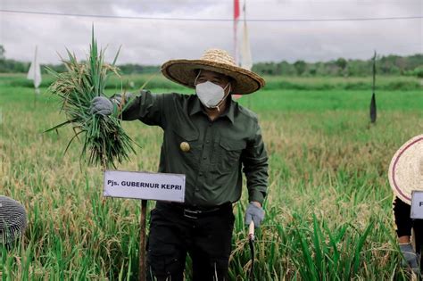 Sektor Pertanian Peternakan Dan Perikanan Jadi Solusi Di Masa Pandemi