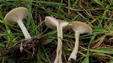 Lejk Wka Li Ciowa Clitocybe Phyllophila Nowa Huta