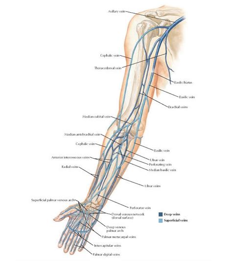 Veins Of Upper Limb Anatomy Cephalic Vein Basilic Vein Median Basilic Vein Superficial Palmar