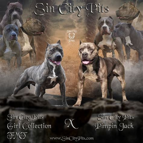 American Terrier Breeding | Pitbull & Bully | Sin City