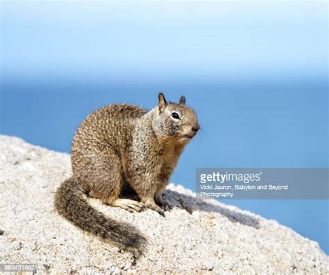 Sea Squirrel Photos And Premium High Res Pictures Getty Images