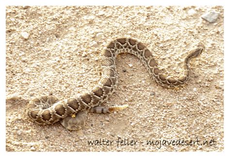 Mojave Rattlesnake (Mojave Green) - Desert Wildlife