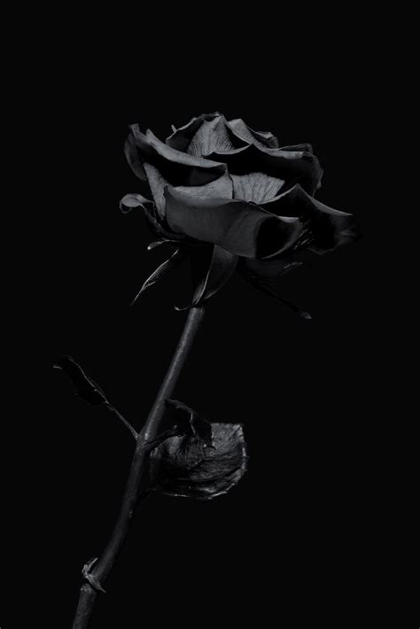 Dark Rose Wallpapers - 4k, HD Dark Rose Backgrounds on WallpaperBat