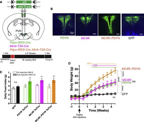 The Paraventricular Hypothalamus Regulates Satiety And Prevents Obesity