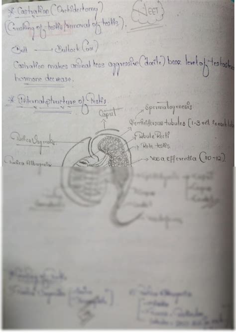 SOLUTION Human Reproduction Human Reproductive System Sperm