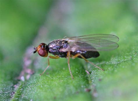 Как избавиться от морковной мухи