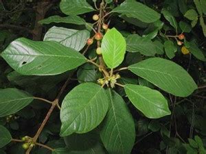 Alder buckthorn leaves and berries - Devon Hedge Group