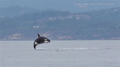 New orca calf in Southern Resident Killer Whale J Pod | king5.com