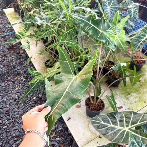 Алоказия SARIAN (C6) – купить за 2 200 ₽ | ADENIUMLAND